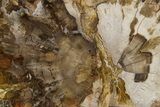 Polished Petrified Wood (Araucaria) Round - Madagascar #361325-1